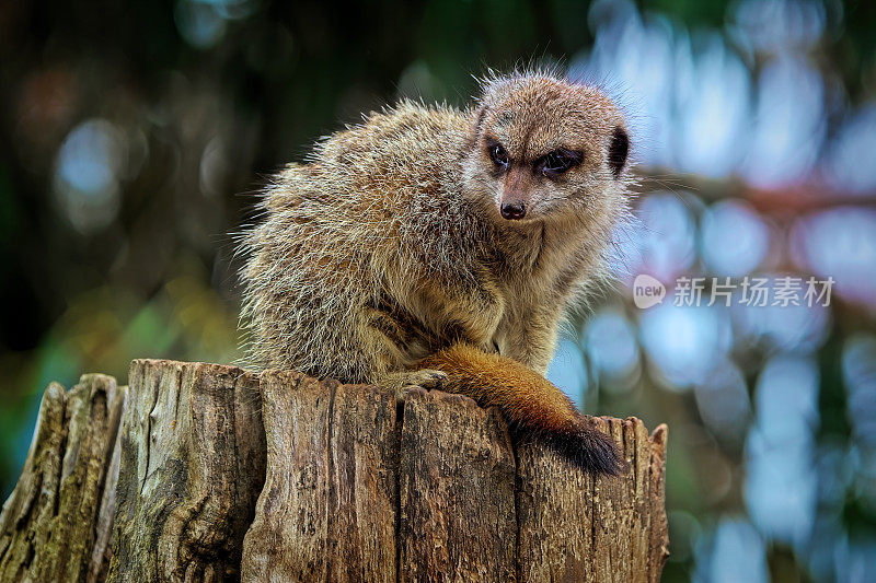 猫鼬（Suricata suricatta）